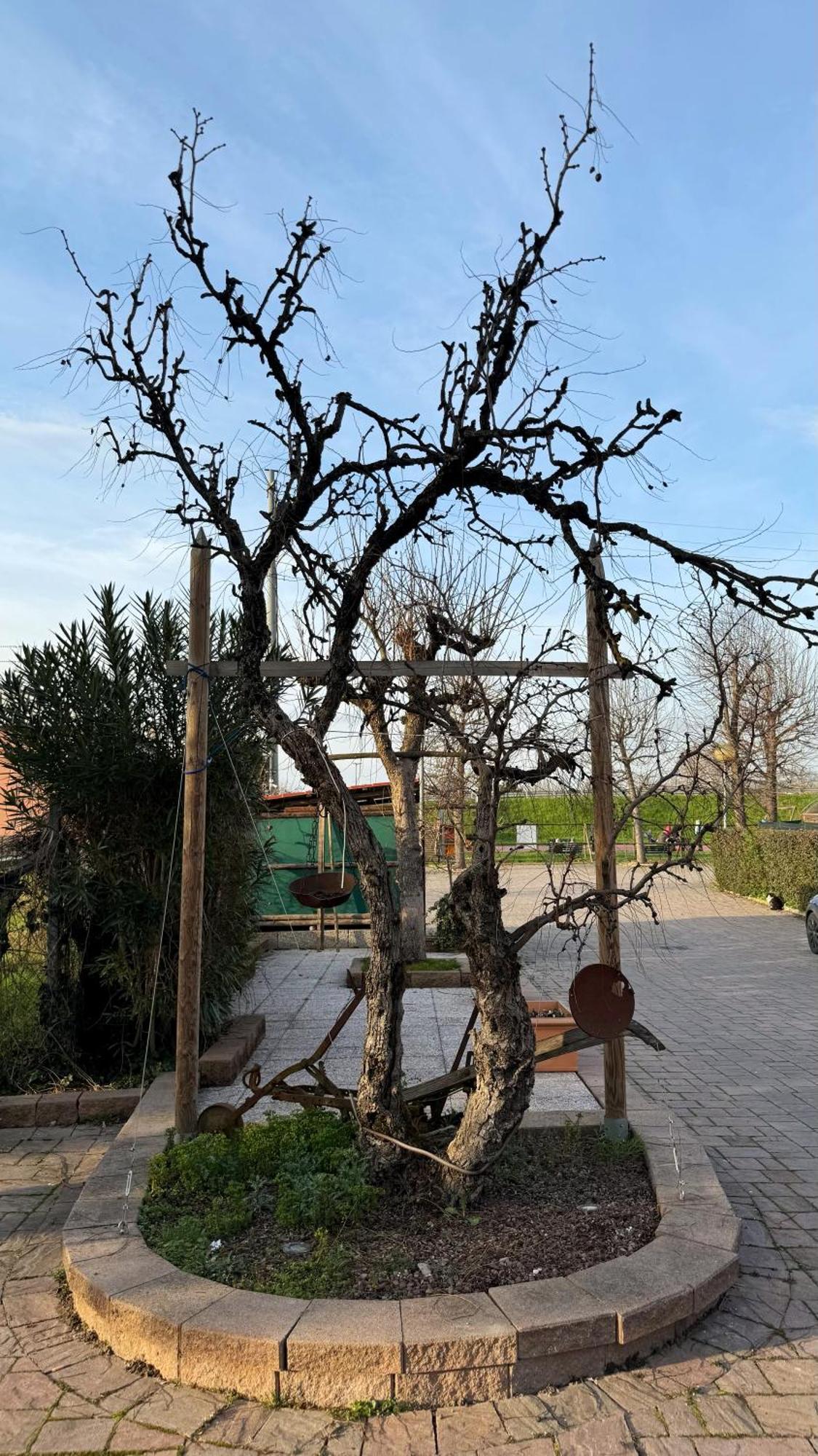 La Busa Camere E Trattoria Ponte San Nicolò Exteriör bild